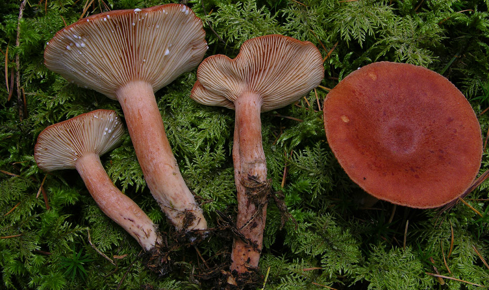 Svuotando l''archivio 2009....3� e ultima parte.